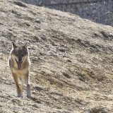 Le tir d'un loup a été ordonné dans la région de Conches, entre les localités de Fiesch et Oberwald, dans le Haut-Valais (image symbolique).